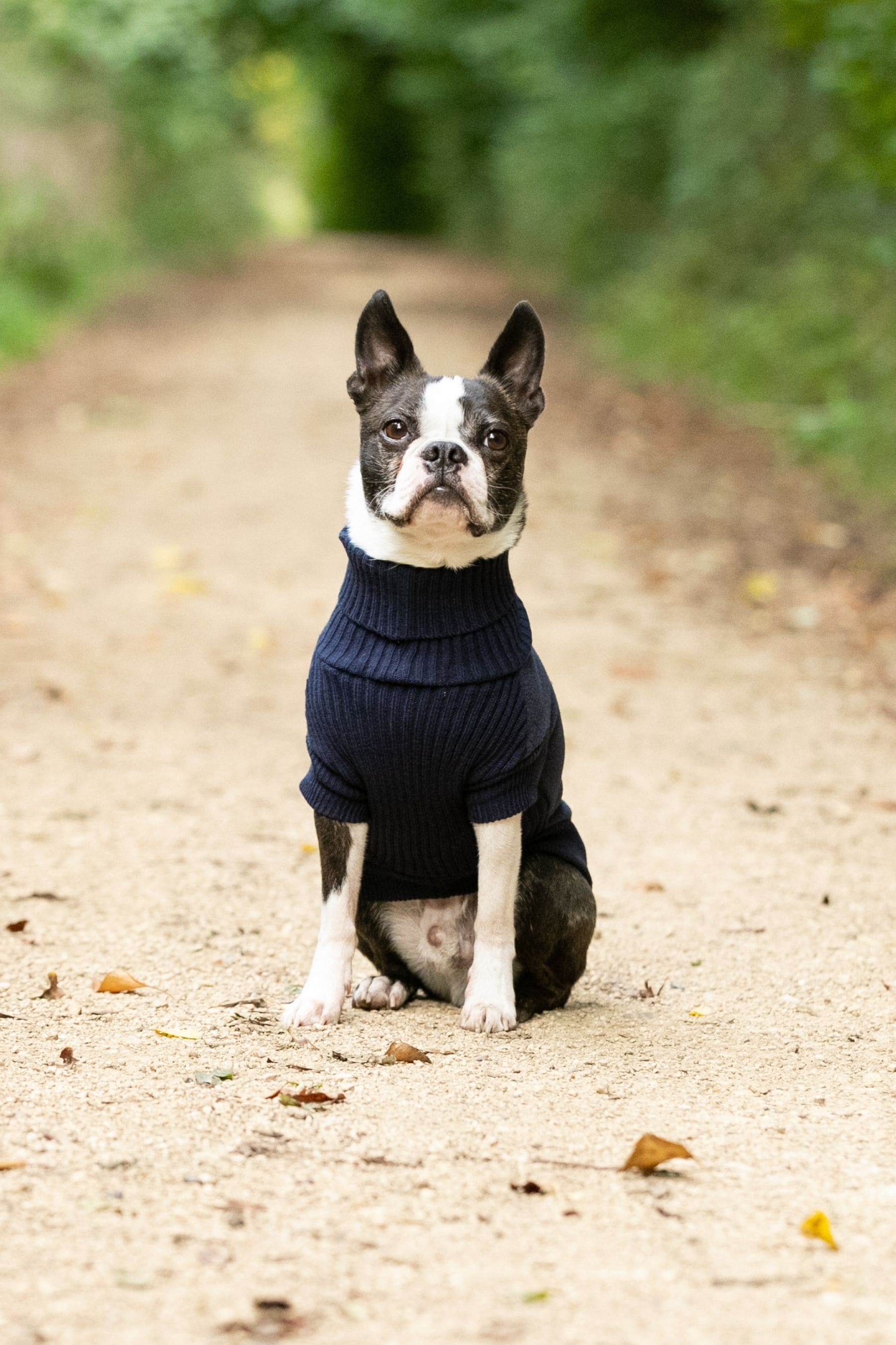 Next dog clothes top