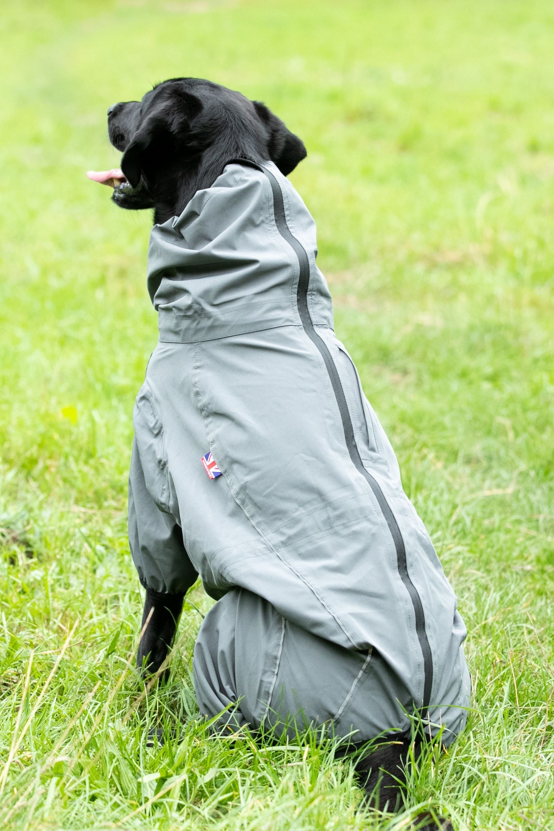 Dog new arrivals overalls waterproof