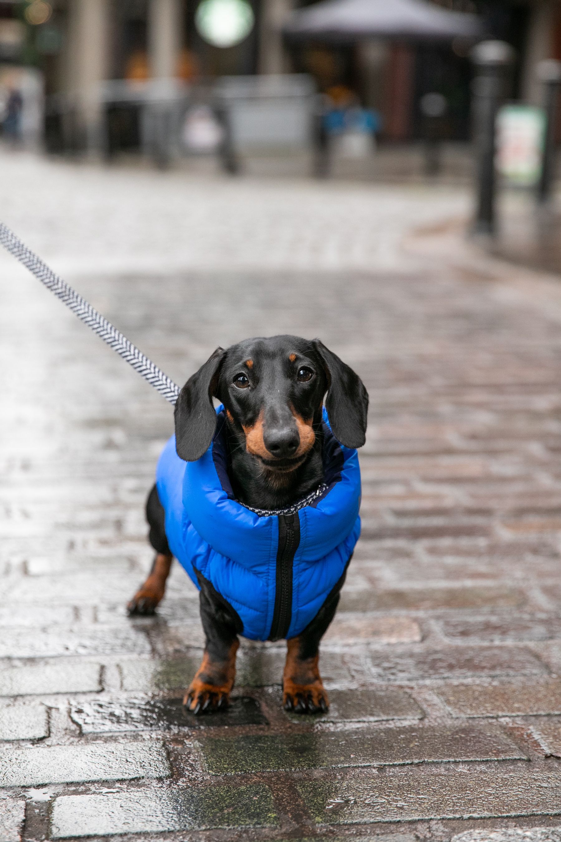 Next dog cheap coats
