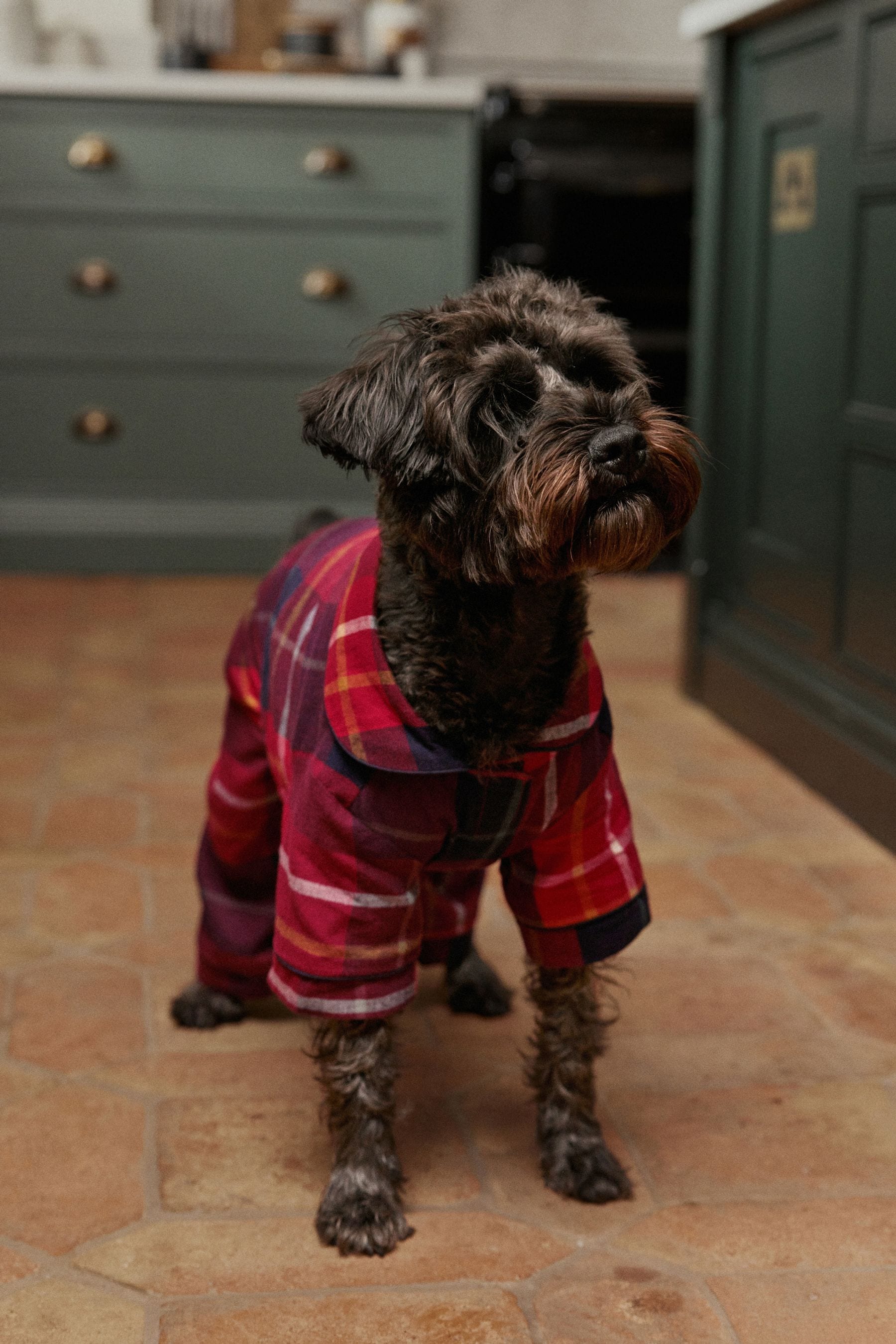 Family and dog 2025 pyjamas