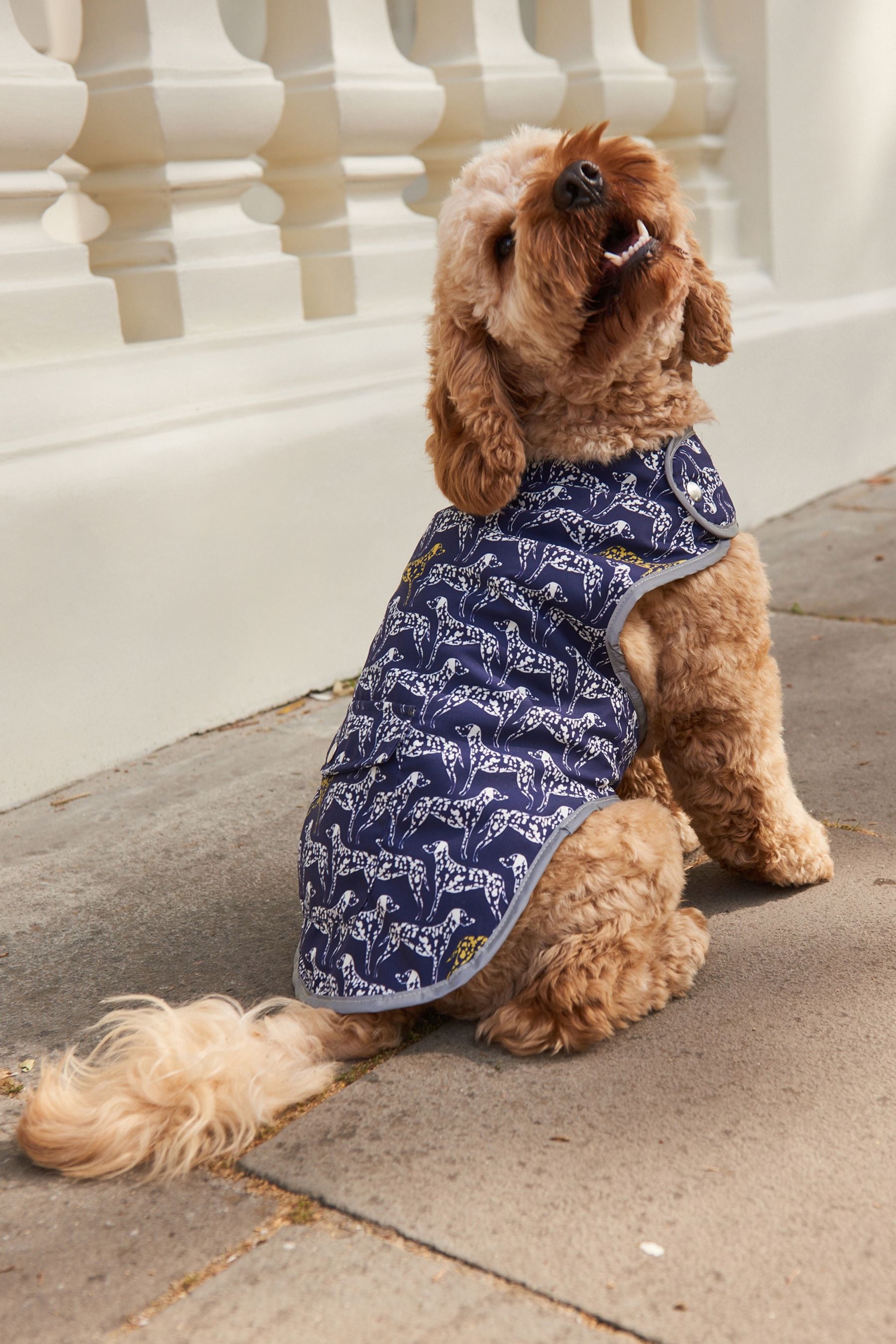 Next online dog jacket