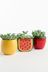 Set of 3 Multi Real Plant Succulents In Fruit Ceramic Pots