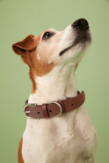 Tan Brown Leather Dog Collar