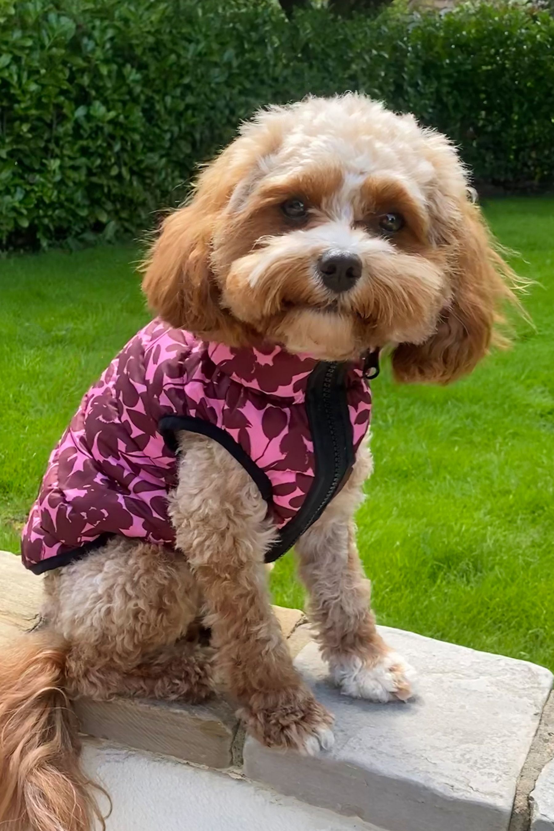 Buy Lipsy Berry Red Red Reversible Zip Dog Padded Coat from the
