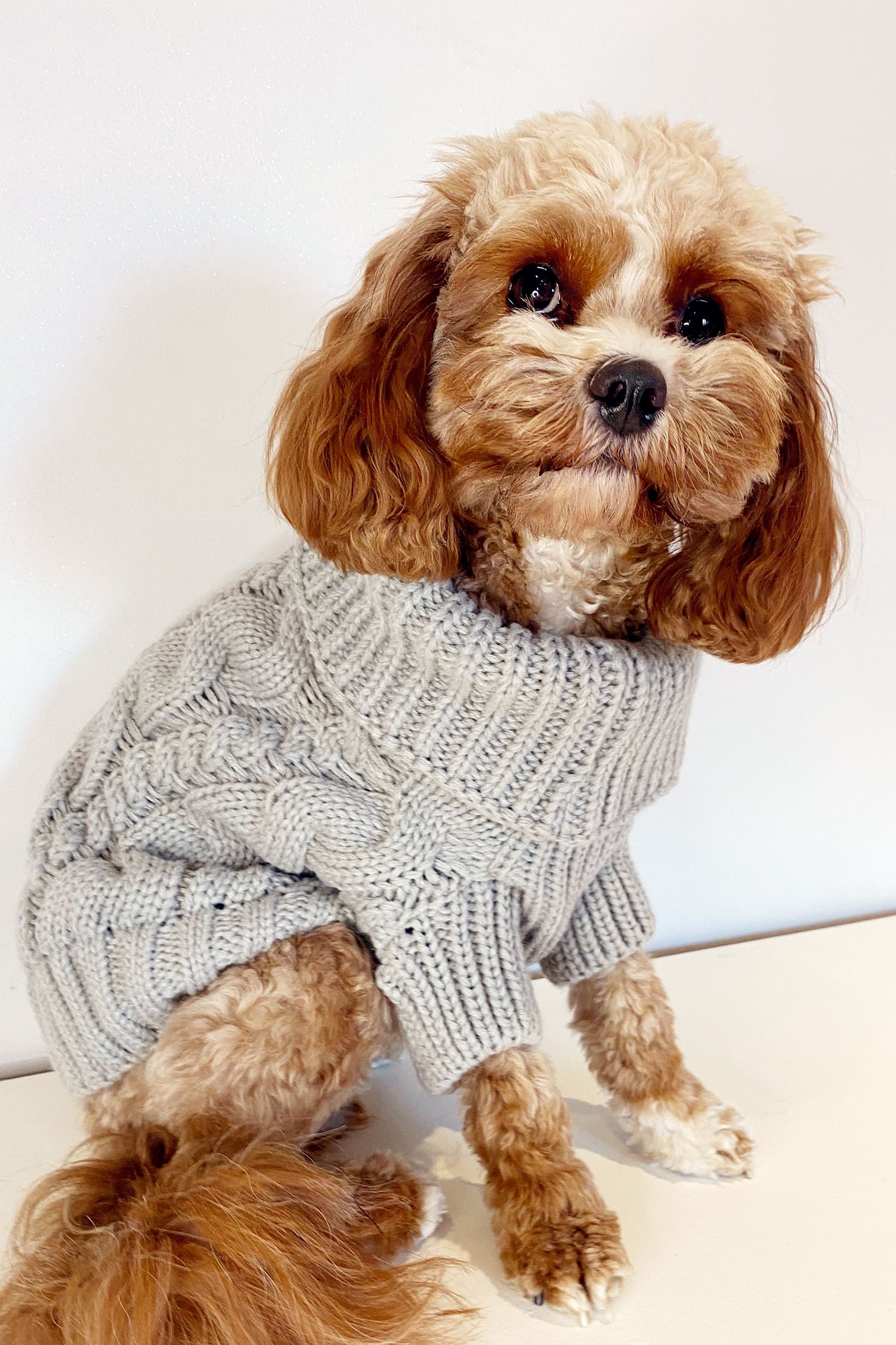 Adidas dog sale jumper