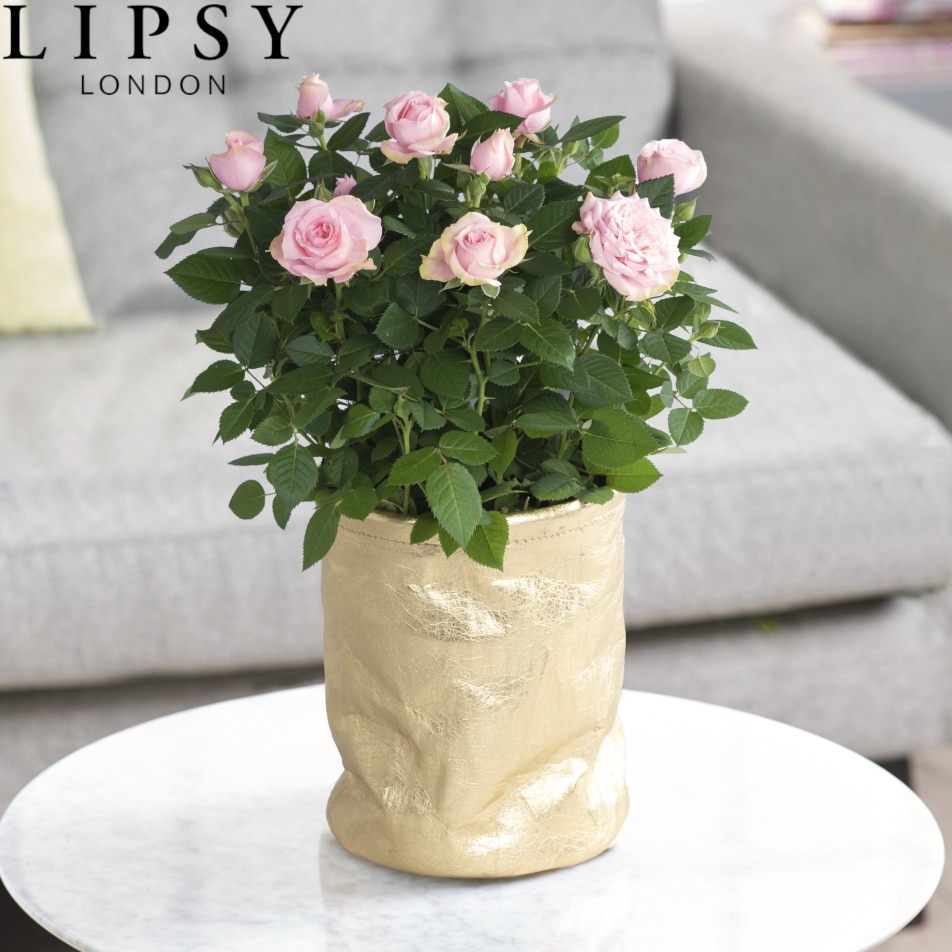 Next Flowers and Gift Cards delivered next day Lipsy Large Rose