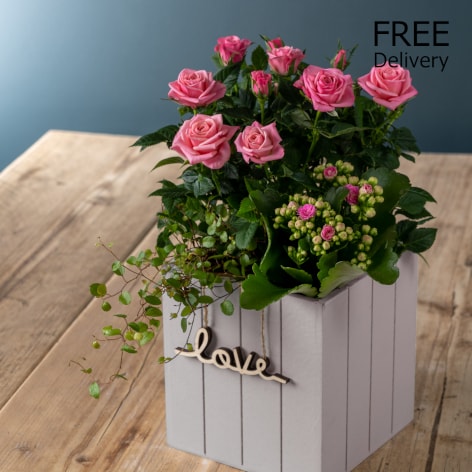 Next – Flowers and Gift Cards delivered 