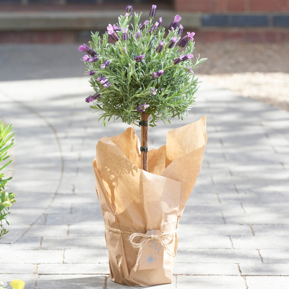 Next – Flowers and Gift Cards delivered next day - Outdoor Lavender Tree